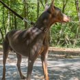 thumbnail image 2 of Country Brook Petz - Brown Martingale Heavy Duty Nylon Dog Collar - 21 Vibrant Color Options (1 Inch Wide. Extra Large), 2 of 8