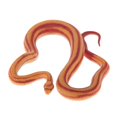 thumbnail image 3 of KLKCMS 3D Animal Figures Action Models Figurine Animals Ornament Education Cognitive snake, 3 of 6