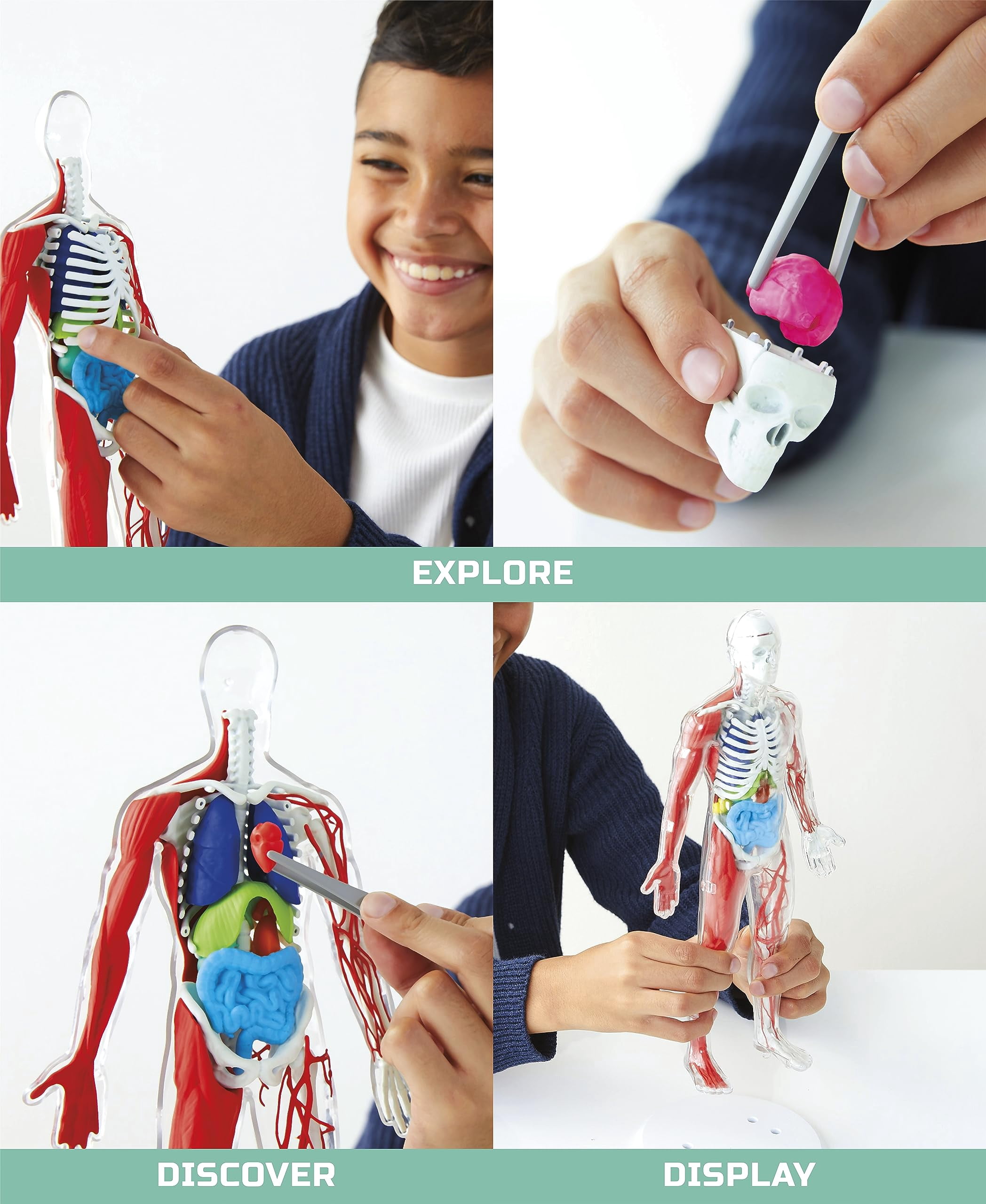 Ensemble Anatomie humaine Discovery