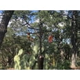 thumbnail image 5 of Squirrel Stopper Pole System, Bronze, 5 of 5