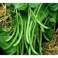 thumbnail image 2 of HIGHGW 100+ Kentucky Wonder Bush Bean Seeds for Planting, All Heirloom Seeds, 2 of 3