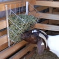 thumbnail image 4 of Rugged Ranch Wall Mounted Rustproof Steel Sheep & Goat Livestock Hay Feeder Rack, 4 of 7