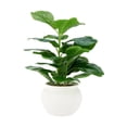 thumbnail image 4 of Anko Artificial Fiddle Plant in Pot, 4 of 5