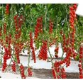 thumbnail image 4 of HJADGG Seeds European Tomato Tree as Tamarillo Heirloom Non-GMO, 4 of 8