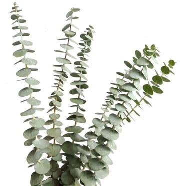 Dried Real Eucalyptus Branches - 12 Stems - Natural Home Decor