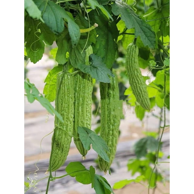 GSDWIUEW 16 Seeds, Bitter Melon Seeds for Planting Heirloom Seeds Seeds