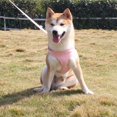 thumbnail image 4 of Harnais pour Chien Anti-Traction, Gilet Réfléchissant pour Chiens, Sangle de Poitrine, Harnais Respirant et Ajustable pour Animal de Compagnie, Chiot, Marche Extérieure, 4 of 5
