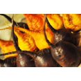 thumbnail image 3 of 30 BURPEE'S GOLDEN BEET Beta Vulgaris Yellow Root Vegetable Seeds, 3 of 3