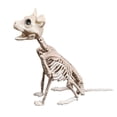 thumbnail image 1 of Halloween Skeleton Dog Prop Animal Bones Party Shop Decoration Horror, 1 of 3
