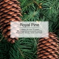 thumbnail image 3 of Assainisseur d'air LITTLE TREES Royal Pine 6-Pack, 3 of 8