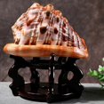 thumbnail image 2 of Natural Bull's Mouth Helmet Conch Shell Coral Sea Snail Fish Tank Adorn Ornament 1Pcs, 2 of 9