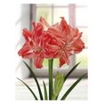 thumbnail image 1 of TASC BULBS AMARYLLIS LADY JANE- 1 BULB, 1 of 1