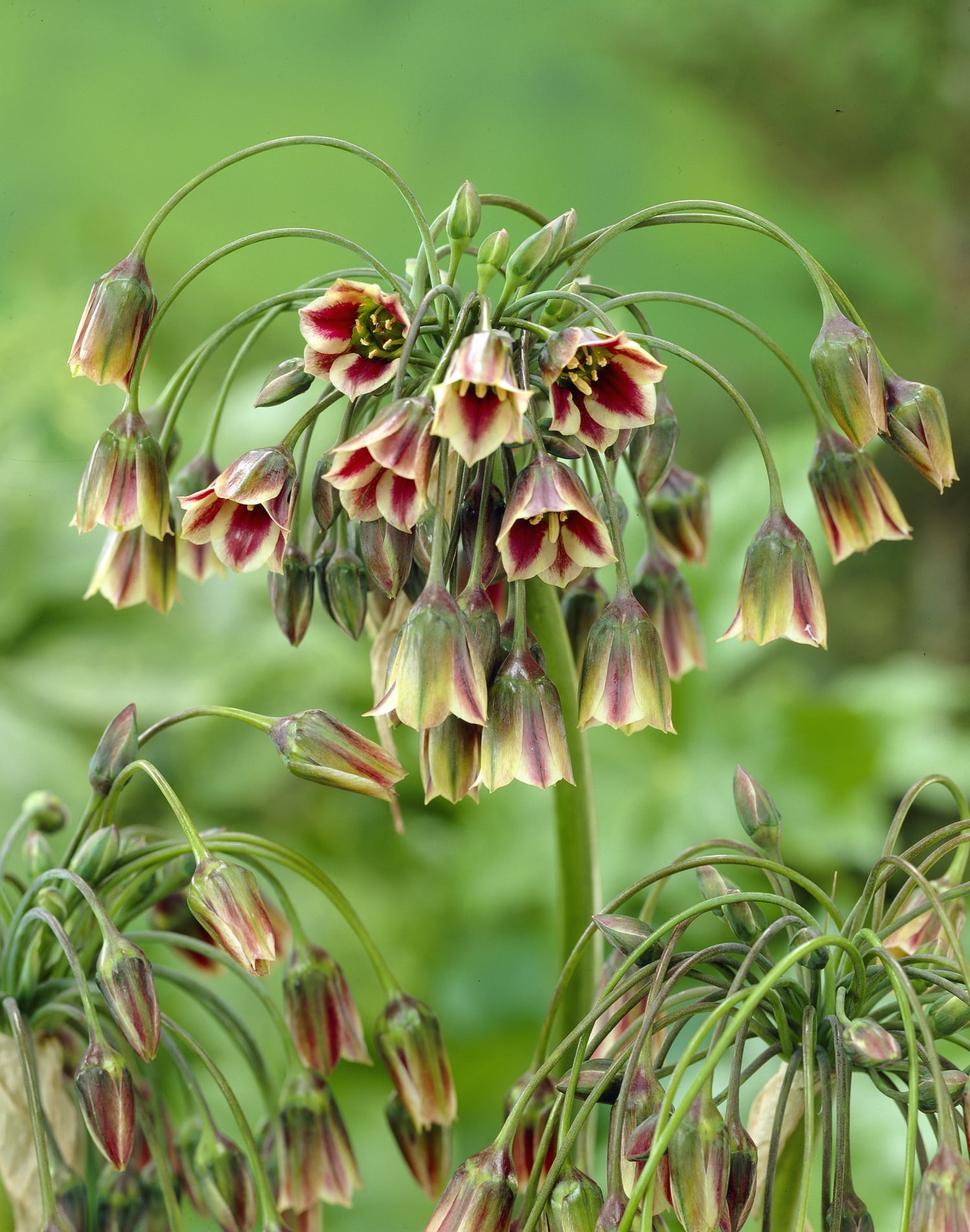 TASC Nectaroscrodrum Siculum