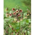 thumbnail image 1 of Bulbe de fleur vivace TASC Tulip ‘Salmon Van Eijk’ (hybride Darwin), 1 of 1