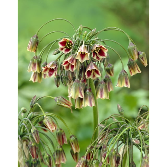 TASC Tulipe « Saumon Van Eijk » Darwin Hybride Vivace Bulbe de Fleurs avec de Grandes Fleurs en Forme de Coupe Saumon-Rose sur des Tiges Verticales Robustes, Parfait pour les Plates-Bandes Vivaces, les Bordures et les arrangements Floraux Frais et Durables.