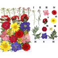 thumbnail image 3 of simhoa 30 Pieces Real Dried Pressed Flowers, Dry Leaves Bulk Natural Kit for Crafts, Multi, 3 of 4