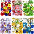 thumbnail image 4 of simhoa 30 Pieces Real Dried Pressed Flowers, Dry Leaves Bulk Natural Kit for Crafts, Multi, 4 of 4