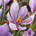 thumbnail image 1 of Bulbes à fleurs - Crocus Sativus Crocus à safran (25 Bulbes), 1 of 1