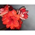 thumbnail image 3 of GSDWIUEW Double Amaryllis Bulbs for Fall Planting Large Hippeastrum Perennial Flowers Bulbs Size 10-11 Inch Perfect for Home Decor Garden, Gift with Wrapping and Planting Instruction (2, TIKA Dragon), 3 of 4
