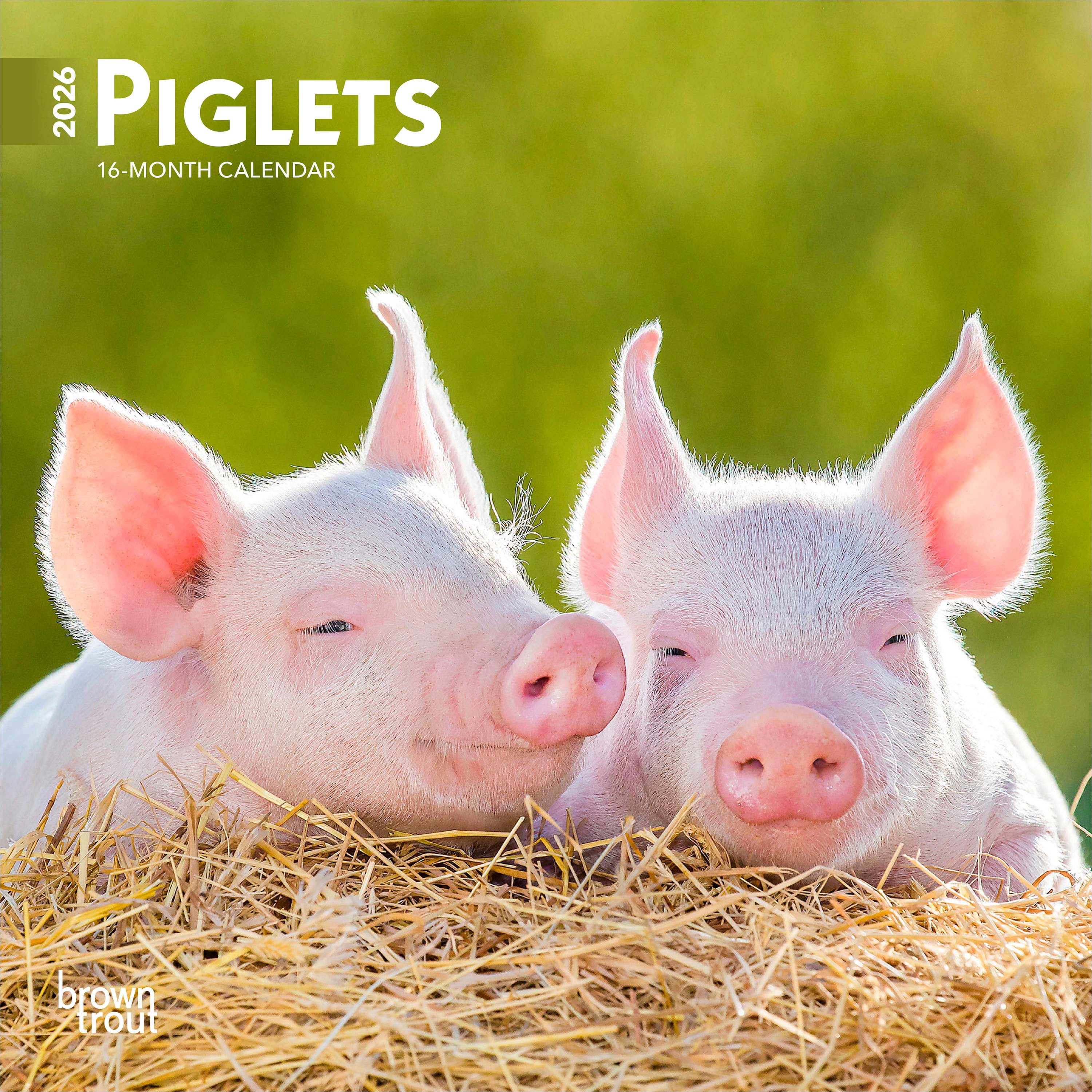 Piglets 2026 Mini 7x7