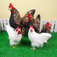 thumbnail image 4 of Dalazy Realistic Hen Model Lifelike Chicken Sculpture Animal Figurine Brown L 1Set, 4 of 6