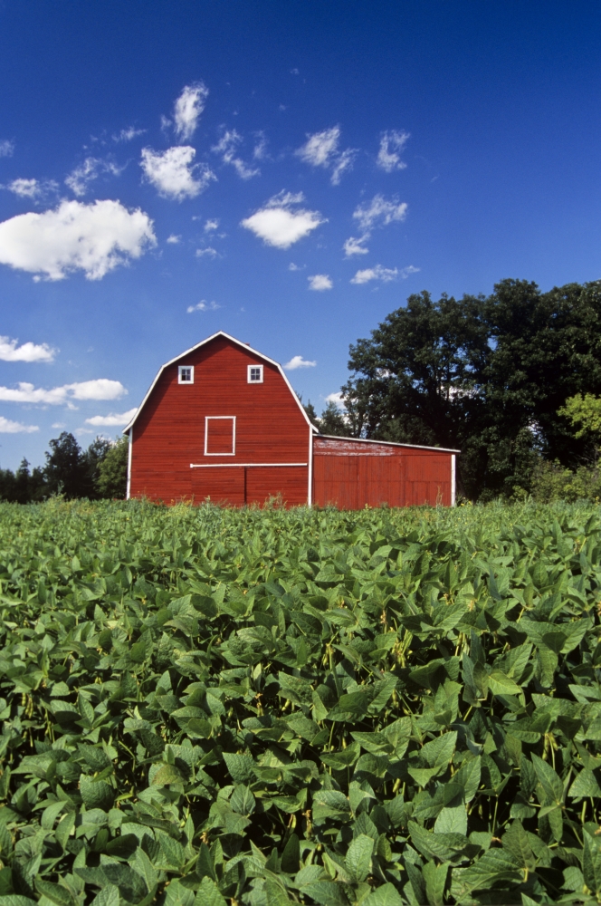 Soybean Field And Red Barn Near Anola, Manitoba Poster Print (11 x 17)