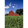 thumbnail image 1 of Soybean Field And Red Barn Near Anola, Manitoba Poster Print (11 x 17), 1 of 1