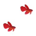 thumbnail image 4 of Thinsony Beautifully Crafted Luminous Artificial Simulation Goldfish For Aquariums Tan red 2Set, 4 of 6