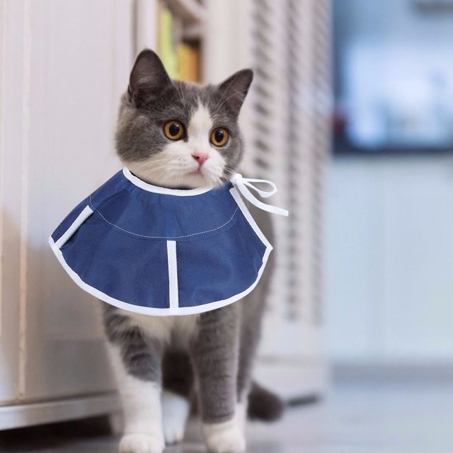 Pet Recovery Collar Cute Pet Protective Collar Wound Healing Anti Bite Recovery Elizabeth Circle Adjustable For Cat DogM
