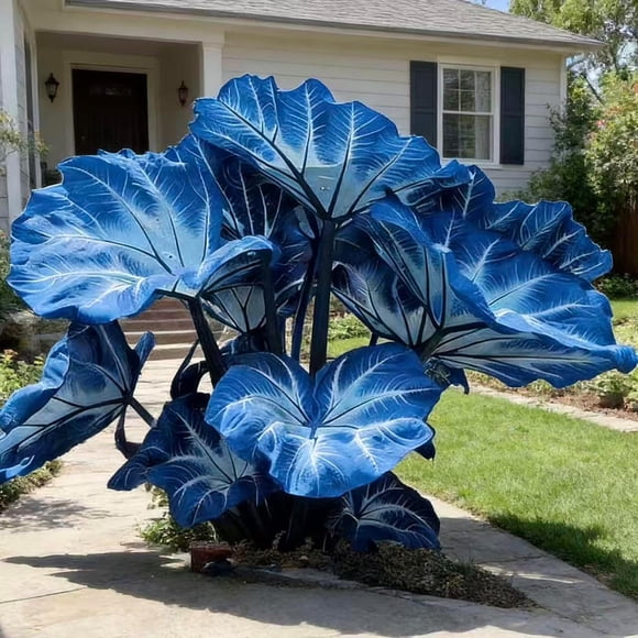GSDWIUEW Caladium Seeds-Seeds of 200 or 400 Varieties of Tropical Foliage Plants in Indoor and Outdoor Gardens, with Striking Heart-Shaped Leaves, Planting in Outdoor and Container Gardens. (Blue,200)