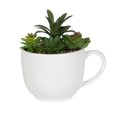 thumbnail image 1 of Macha Faux Green Succulent in White Pot, 1 of 4