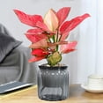 thumbnail image 4 of Self Watering Pots for Indoor Plants Self Watering Planter Clear Self Watering Pots Self Watering Pot Self Watering Planters for Indoor Plants Hydroponic Small Potted Pots Desktop Plastic Flower Pots, 4 of 6