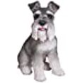 thumbnail image 3 of Grey Schnauzer, 3 of 10