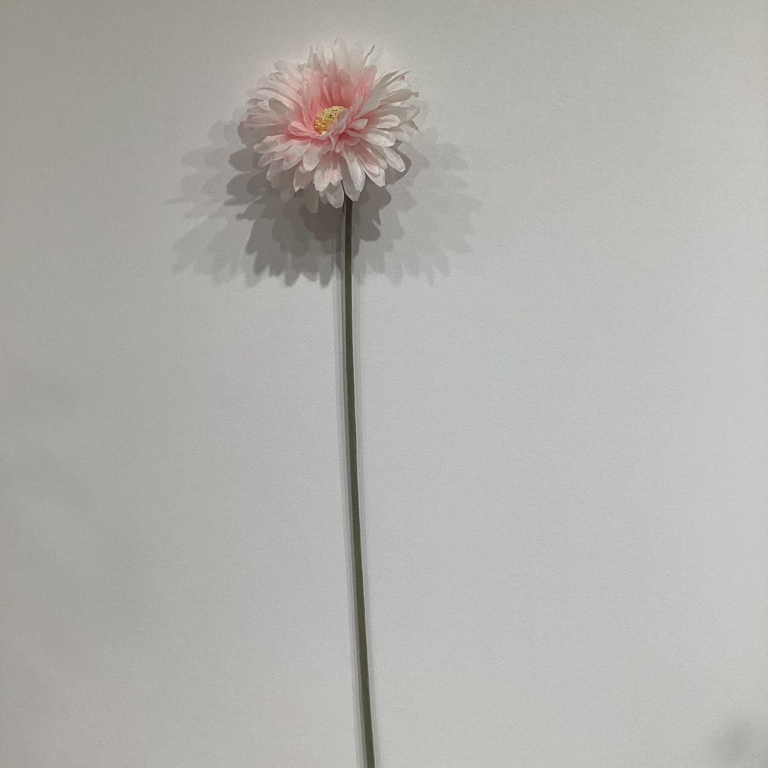 GERBERA ROSE