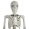 thumbnail image 3 of Squelette articulé de 3 m, couleur os — Décoration d'Halloween par Way to Celebrate, 3 of 7