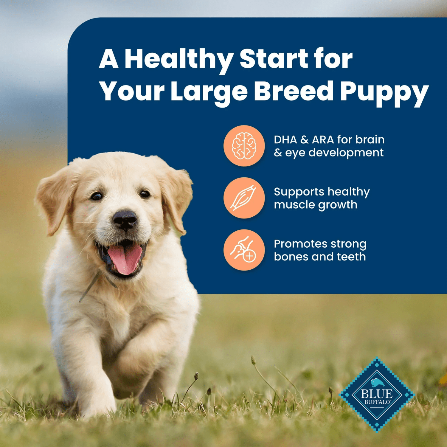 Blue Buffalo Life Protection Formula Poulet et Riz Brun Nourriture Sèche pour Chiots de Grande Race 4.99kg