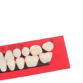 thumbnail image 4 of Ensemble de 28 Pcs Modèle de Dents en Résine Réaliste pour Dentiers Simples, Durables et Imperméables, Universel, Léger, Fausses Dents, Modèle de Fausses Dents, 4 of 7