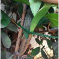 thumbnail image 5 of Green Gardening Tie Wrap Plant Pot Mark Garden Tool Fixed, 5 of 5