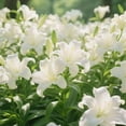 thumbnail image 2 of GSDWIUEW Lily Bulbs-2 or 4 Bulbs per Package Cold-Resistant Perennial Bulbs for Gardens, Easy-Grow. (White,4), 2 of 4