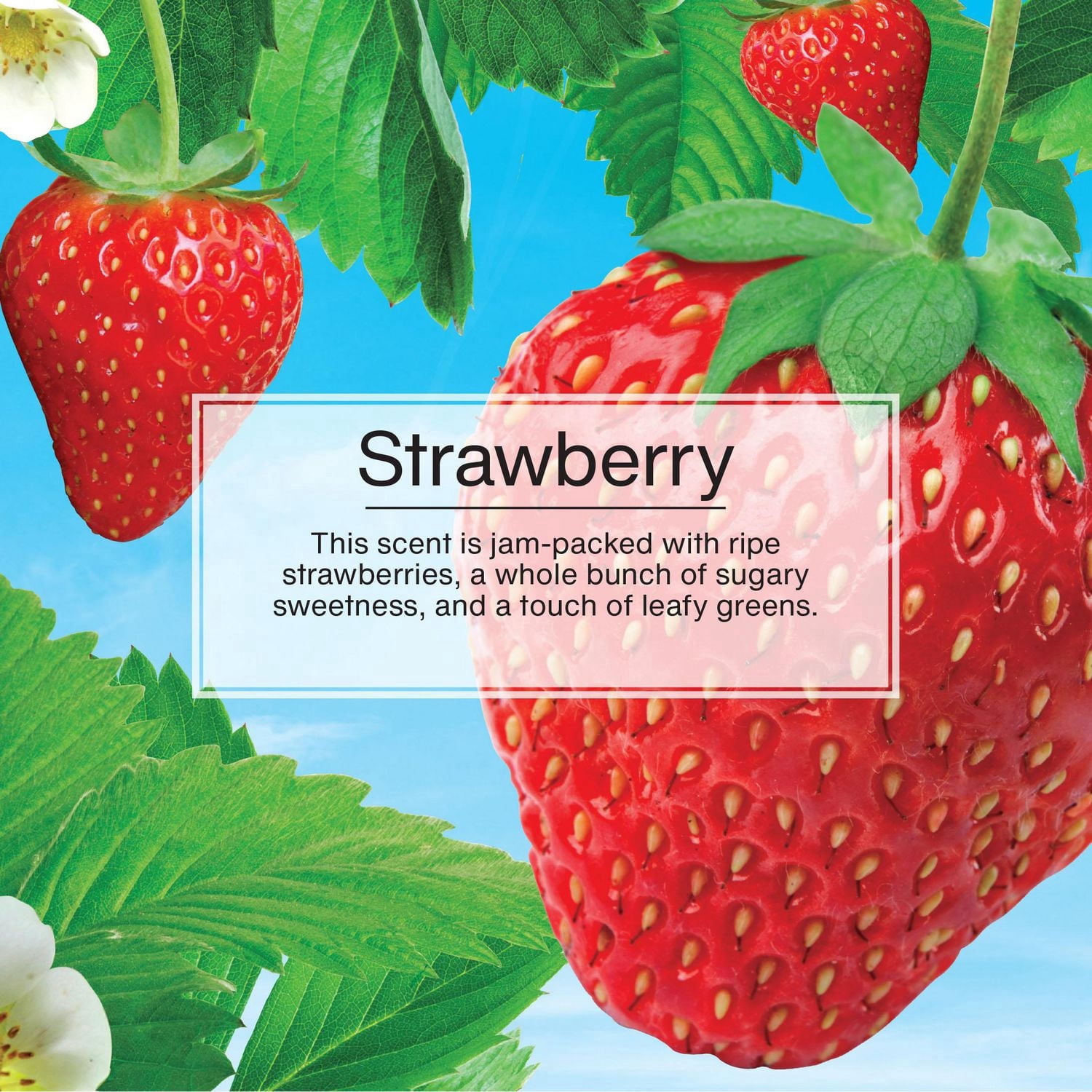 LITTLE TREES air freshener Strawberry 6-Pack