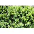 thumbnail image 4 of 2 Gallon Dwarf Alberta Spruce Shrub, 4 of 6