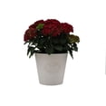 thumbnail image 3 of 10in Hydrangea Live Plant in Decorative Pot, Assorted Colours & Varieties, Outdoor Live Plants for Home Garden, 3 of 4