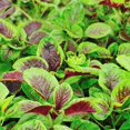 thumbnail image 3 of GSDWIUEW Graines Rouges d'Épinard Chinois – 500 Unités + Étiquette pour Plante, Graines de Légumes d'Amaranthus Tricolor pour la Plantation à la Maison, au Jardin et en Pots, 3 of 4
