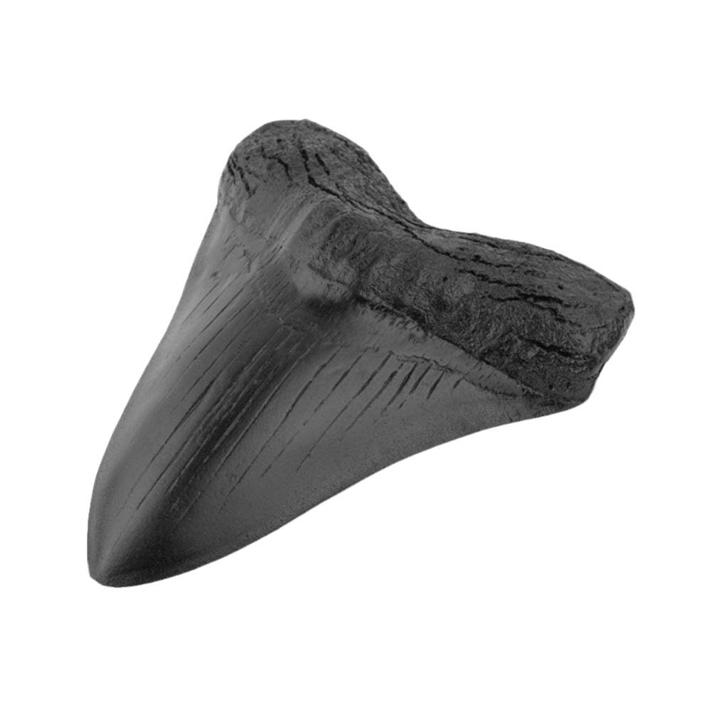 Liquidation Maintenant! Geine Fossilisé Naturel Megdon Requin Dent Fossile Réel Préhistorique - T1Q4