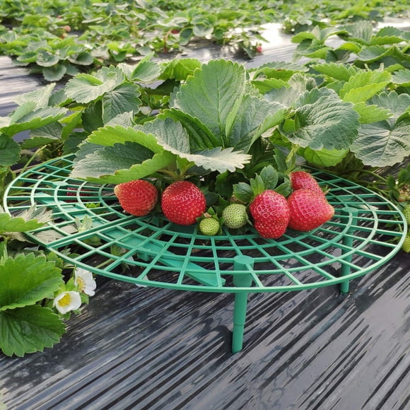 EGNMCR Strawberry Plant Growing Supports Keep Strawberries Off Rot In The Rainy Days Growing Strawberries