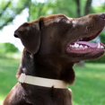 thumbnail image 2 of Country Brook Petz - Copper Gold Martingale Heavy Duty Nylon Dog Collar - 21 Vibrant Color Options (3/4 Inch Width, Small), 2 of 8
