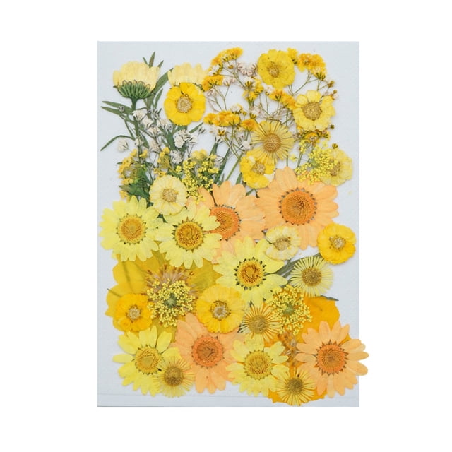 Agiferg Real Dried Presse Flowers Leaves Natural Set with Butterfly Stickers