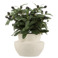 thumbnail image 1 of Bouclair Green Olive Plant in Ceramic Pot, 1 of 6