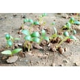 thumbnail image 4 of Garden Cress Seeds for Planting Large Leaf 500 Seeds, 4 of 8