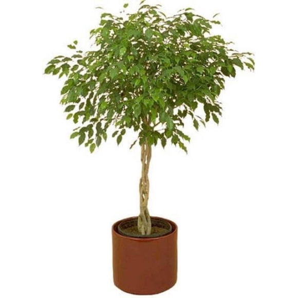 30 Graines de FICUS (Arbre de Bodhi / Figue Sacrée / Arbre Bo / Pipal) FICUS Religiosa